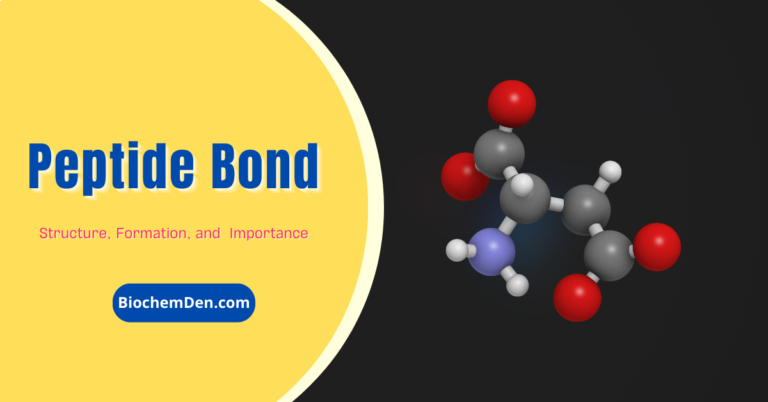 Why Peptide bonds are Backbone of the Proteins?
