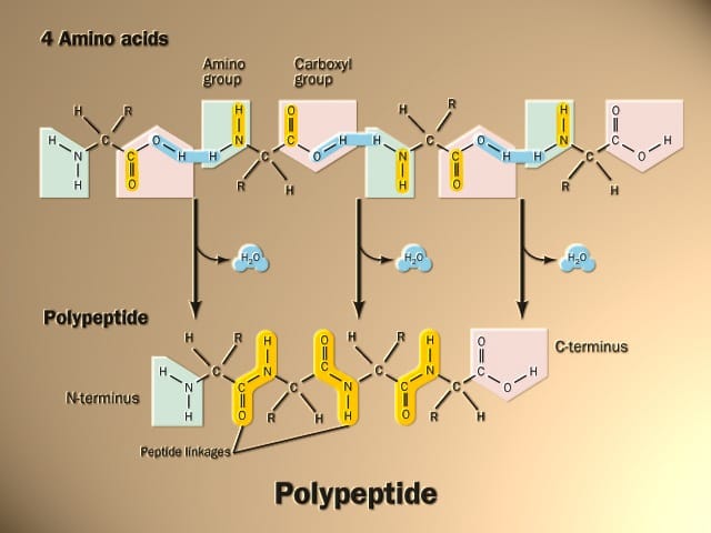 nutrition formation the Peptide : bonds of Backbone Proteins