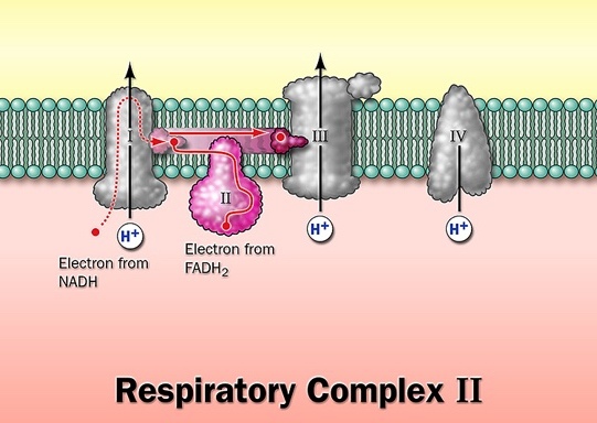 Respiratory complex-II