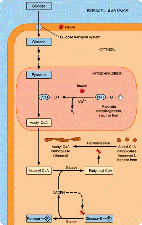 nutrients-free-full-text-regulation-and-metabolic-significance-of