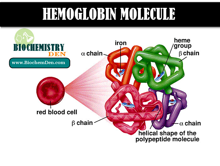 hemoglobin-molecule