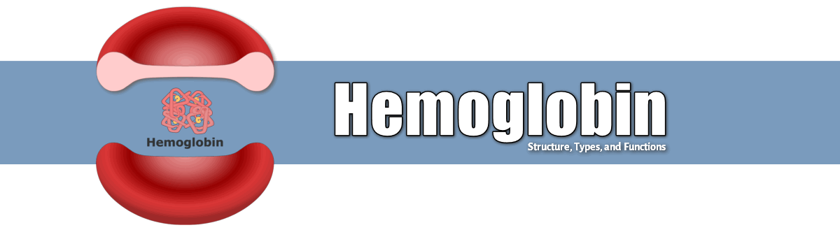 hemoglobin structure and types