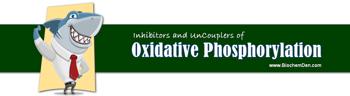 inhibitors and uncouplers of oxidative phosphorylation