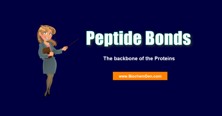 Why Peptide bonds are Backbone of the Proteins?