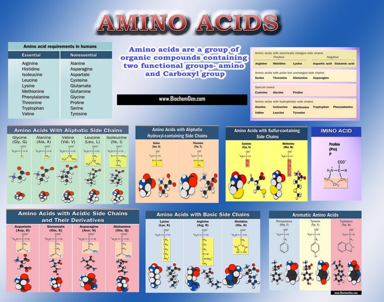 AMINO ACIDS lecture chart