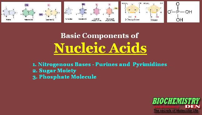 Basic Components of Nucleic Acids – Purines and Pyrimidines