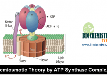 Gluconeogenesis: Why this is very Important? (Simple Notes)