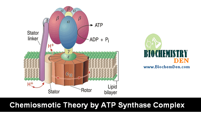 Chemiosmotic Theory by ATP Synthase Complex