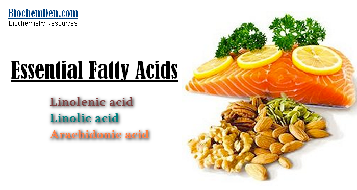 Essential Fatty Acids Definition and Notes in Biology