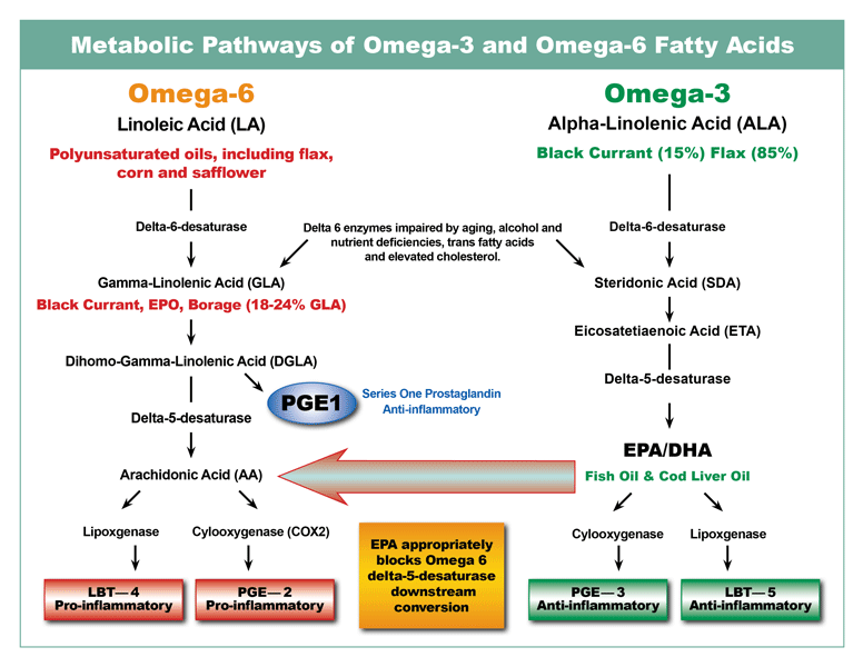 Essential fatty acids metabolic map