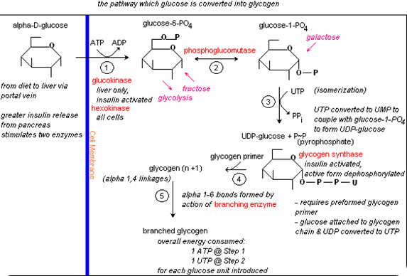 Glycogenesis mechanism