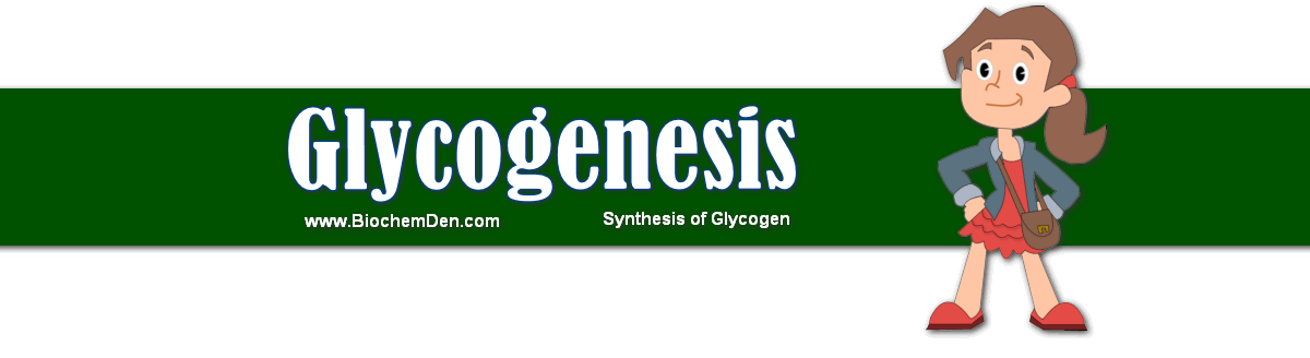 Glycogenesis