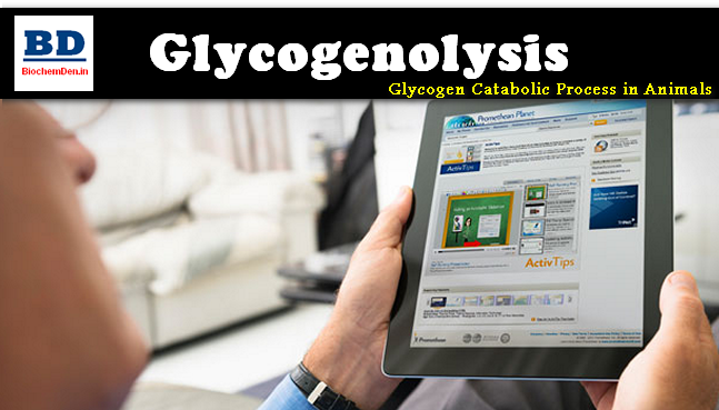 Glycogenolysis: How Glycogen is Utilizing in Animals