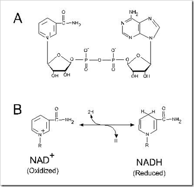 Electron Transport Chain Components in Mitochondria