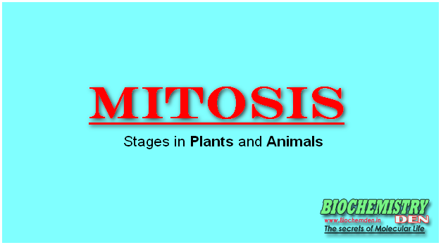 Mitosis and its Stages in Plants and Animals