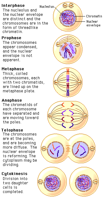 Mitosis and its Stages in in Plants and Animals