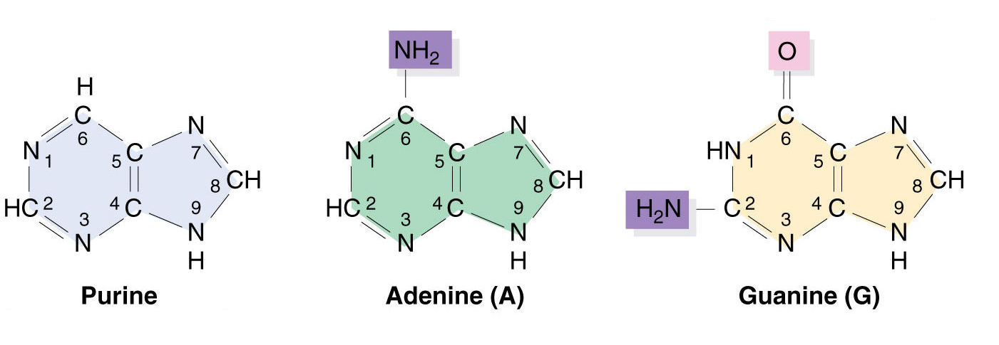 Purines and Pyrimidines