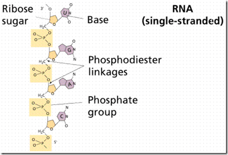 RNA strand