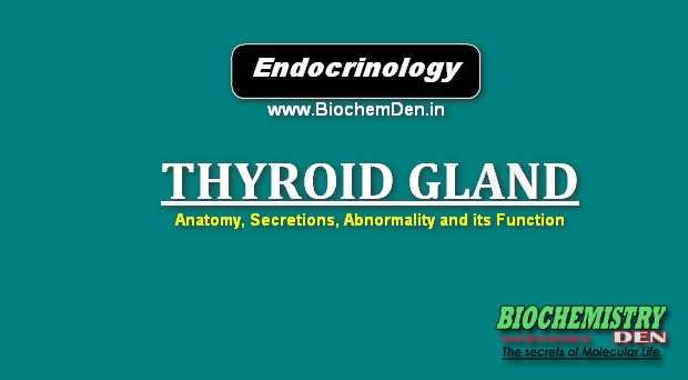 HYROID GLAND : Anatomy, Secretions and its Function