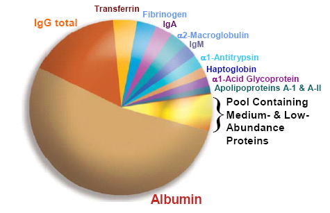 albumin - type of plasma proteins