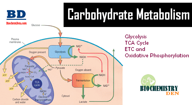 Basic Overview of Carbohydrate Metabolism