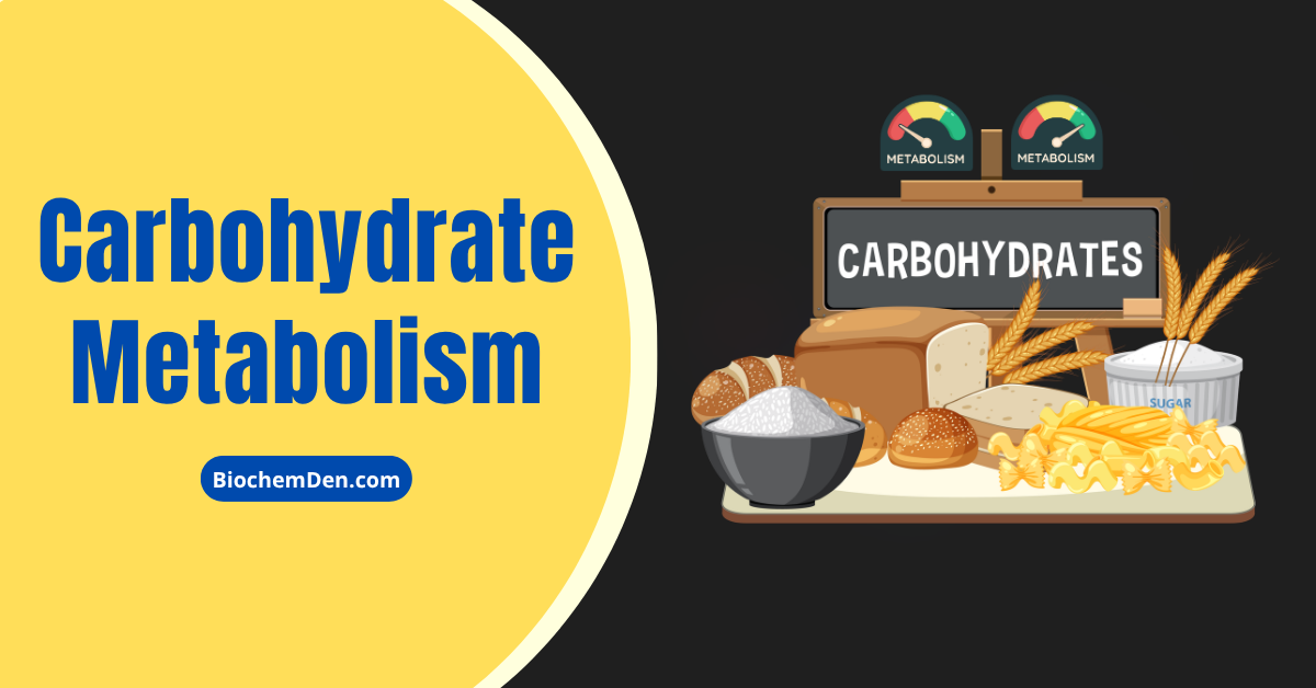 Carbohydrate Metabolism: The Complete Journey of Glucose in the Human Body