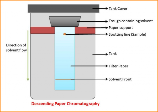 paper chromatography hypothesis