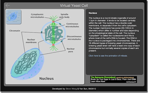 Virtual Yeast Cell