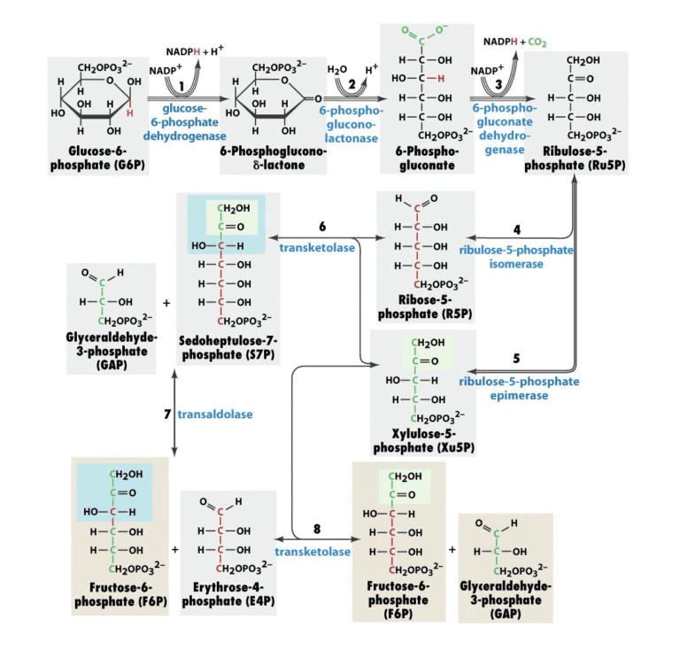 What Is The Pentose Phosphate Pathway and Its Significance?