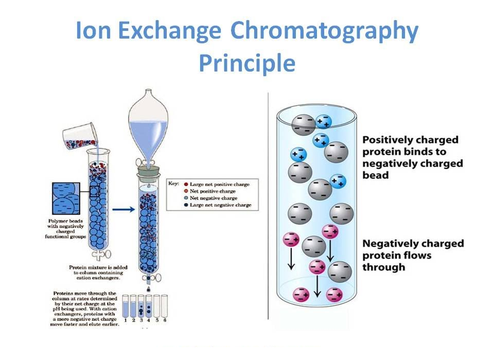 ion exchange chromatography principle