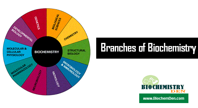 What are the Branches of Biochemistry ?