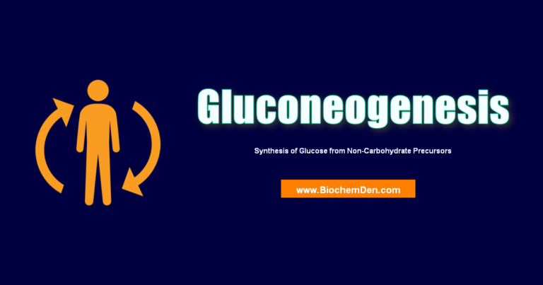 What is Gluconeogenesis? What are the Steps and Importance of Metabolism?