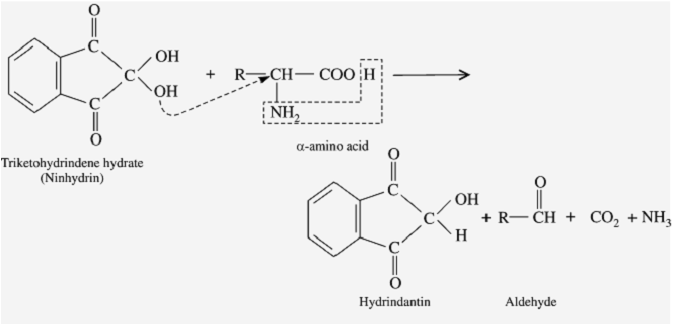 Ninhydrin reaction step 1