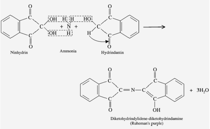 Ninhydrin reaction step 2