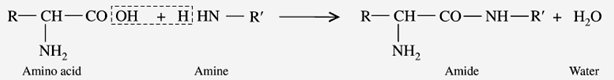 Reaction with Amines: What are the Physio Chemical Properties of Amino acids?