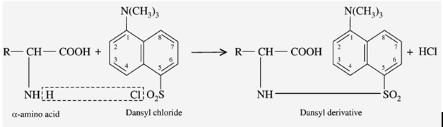 Reaction with DANSYLChloride: What are the Physio Chemical Properties of Amino acids?