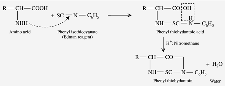 Reaction with Edmanns degradation