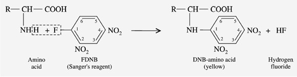 Reaction with Sanger’s reagent: What are the Physio Chemical Properties of Amino acids?