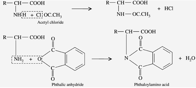 Reaction with acylating agents: What are the Physio Chemical Properties of Amino acids?