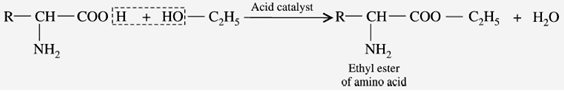 Reaction with alcohols : What are the Physio Chemical Properties of Amino acids?