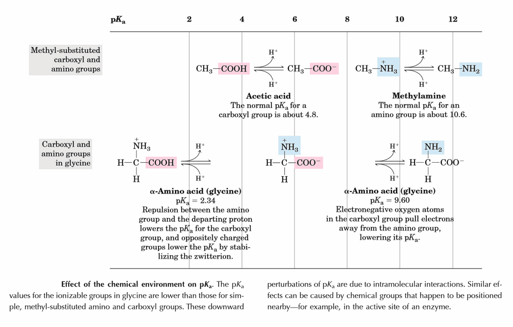 titration curve amino acid