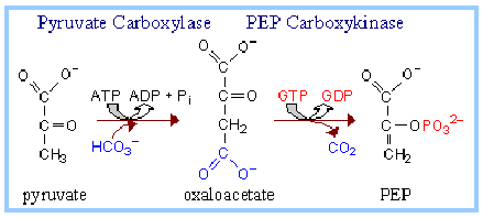 pyruvate carboxylase enzyme reaction