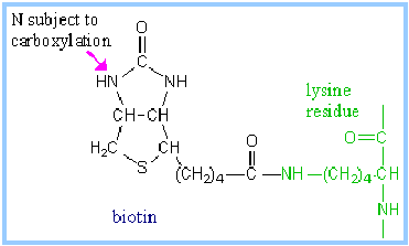 Structure of Biotin molecule