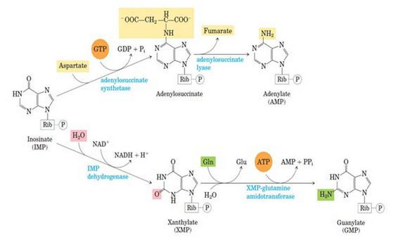 IMP to AMP and GMP in Purine Synthesis