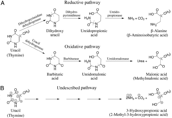 Pyrimidine-Catabolism-Pathway-Steps