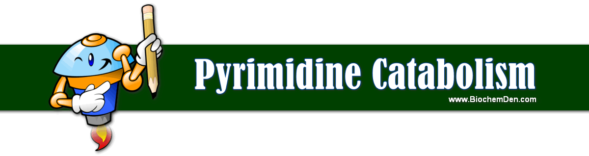 Pyrimidine Catabolism