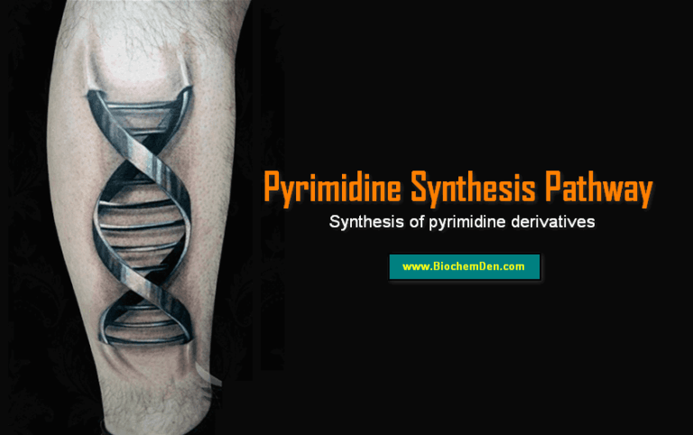 Pyrimidine Synthesis Pathway: Synthesis of pyrimidine derivatives