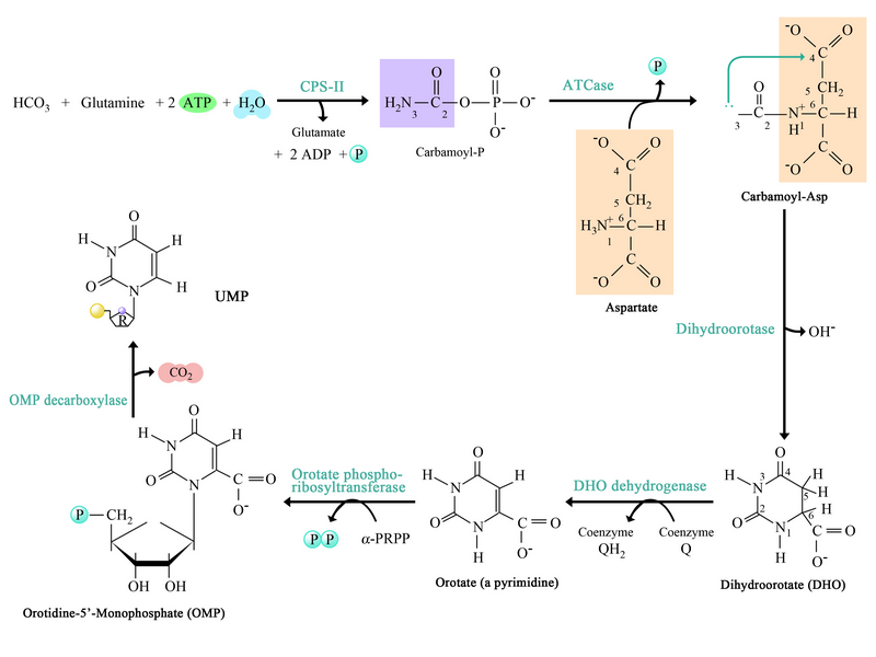 Pyrimidine synthesis pathway
