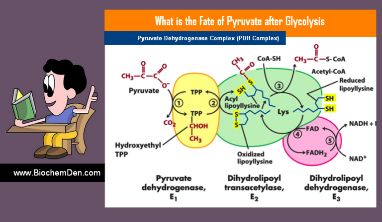 What are the Fate of Pyruvate Molecules after Glycolysis?