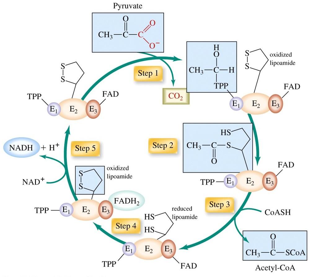 Fate of Pyruvate Molecule - pyruvate dehydrogenase mechanism